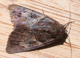 Little Wife Underwing